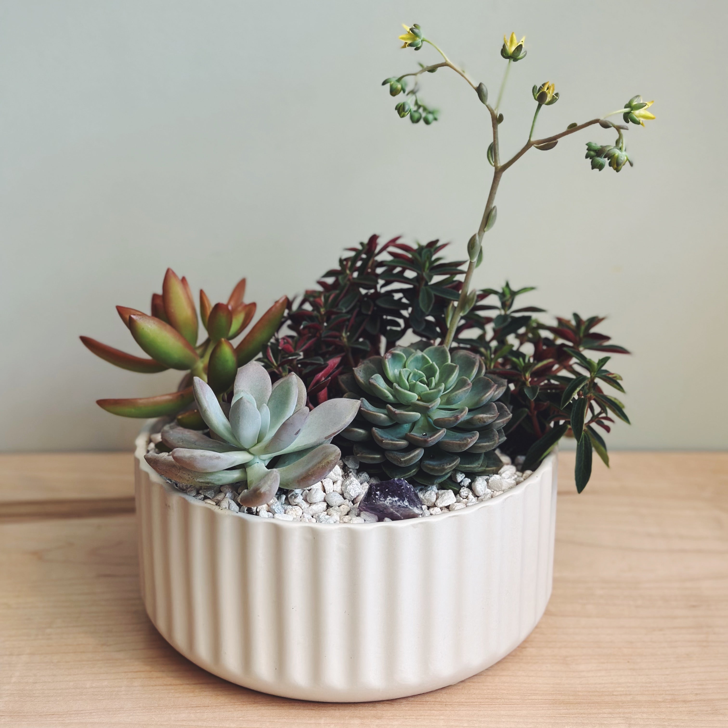 beautiful succulent plants SUCCULENT GARDEN