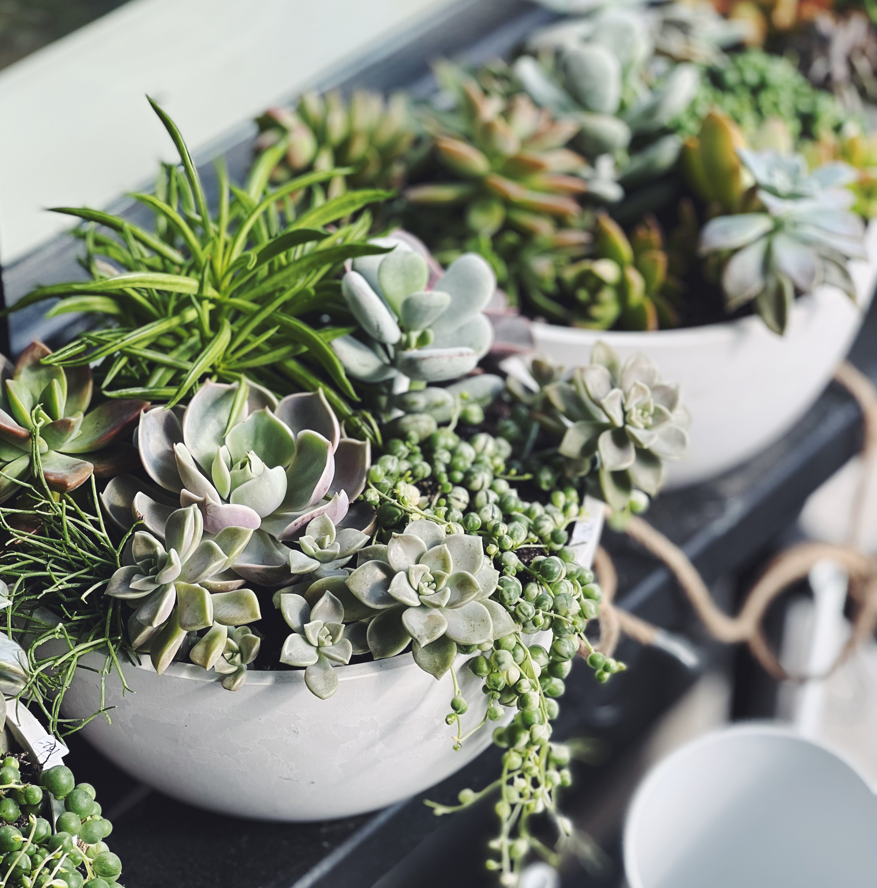 Green house plant in white pot