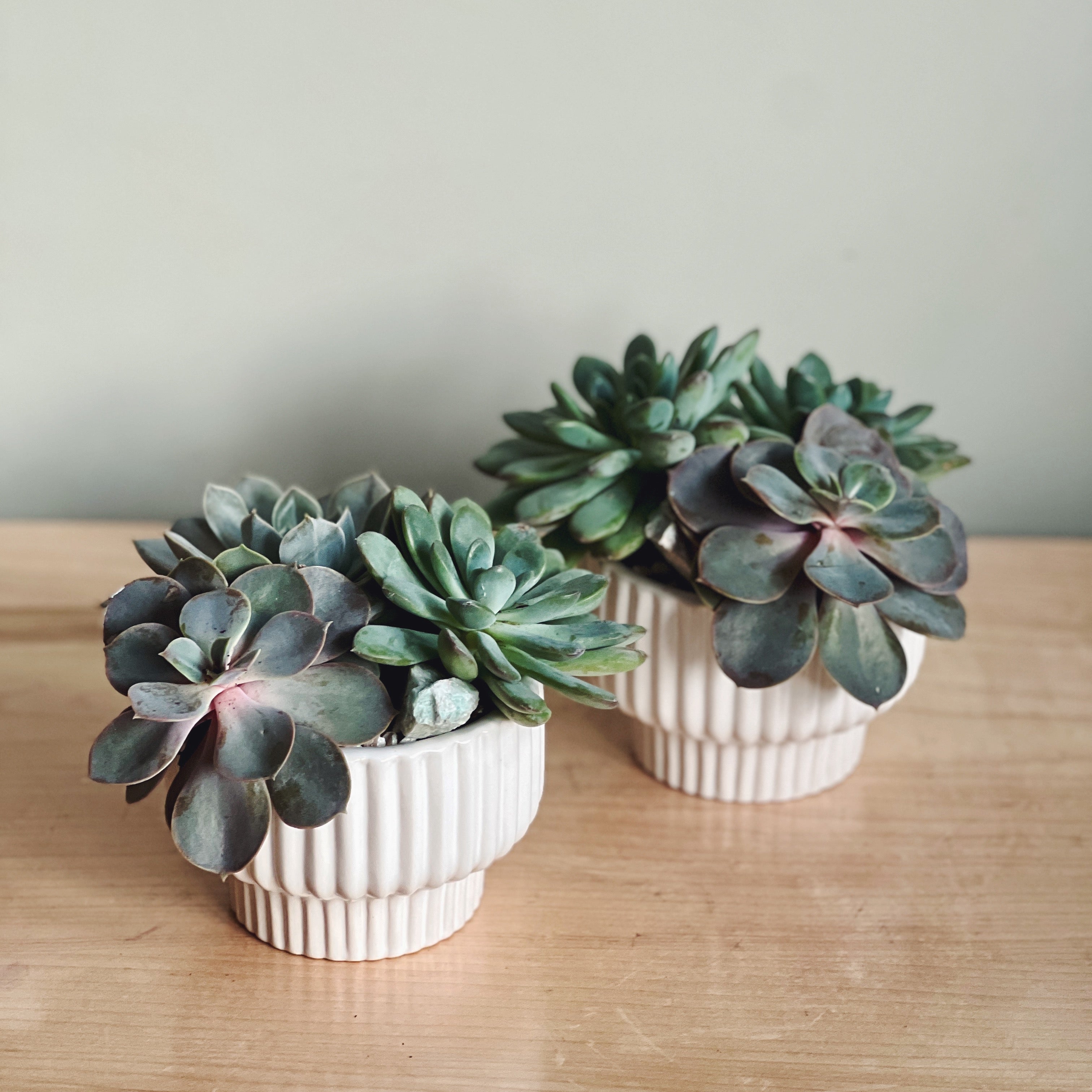 succulent plants mini MINI SUCCULENT GARDEN