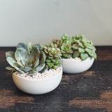 MINI SUCCULENT GARDEN