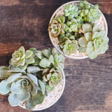 MINI SUCCULENT GARDEN