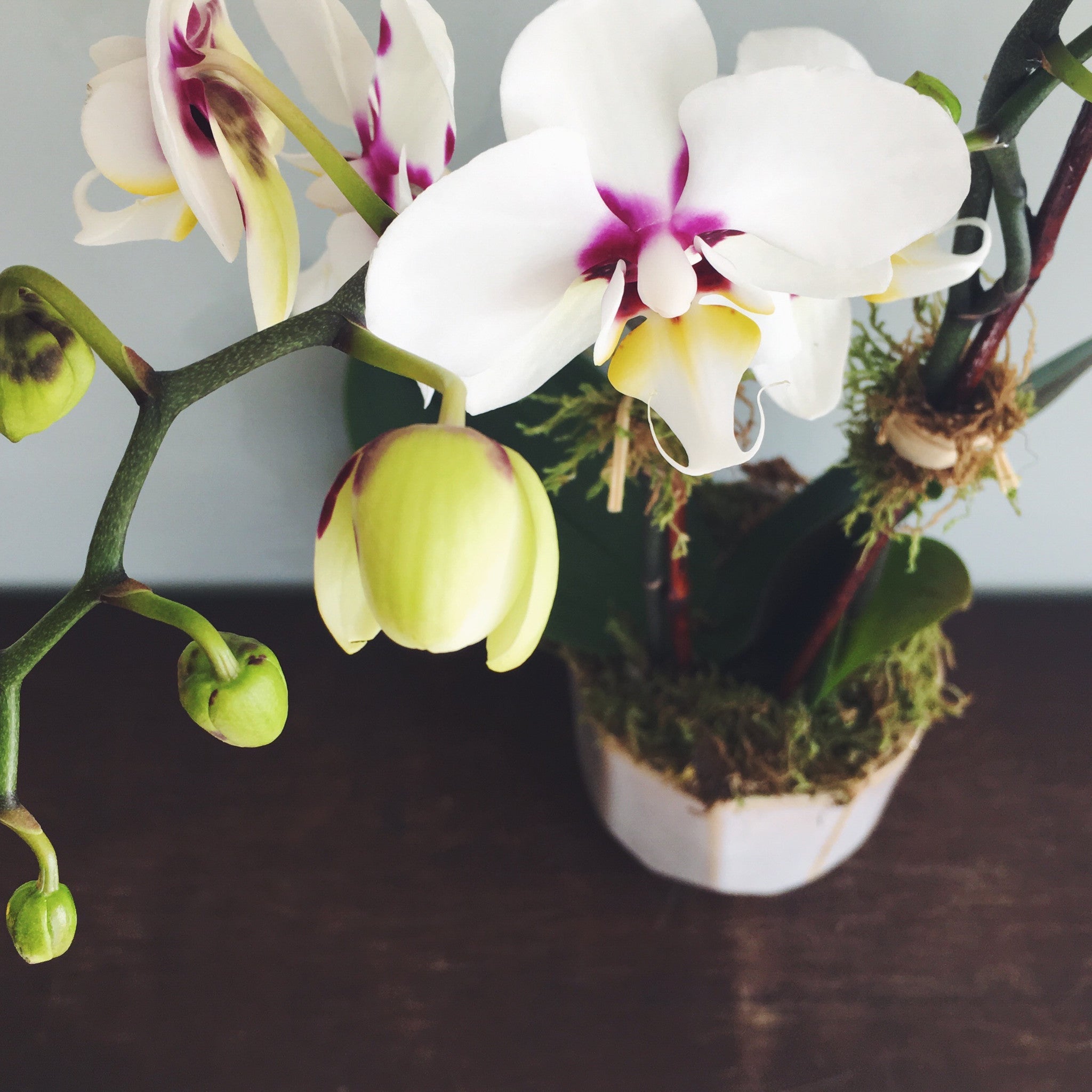 Double-stemmed Phalaenopsis orchid in 3" diameter pot.