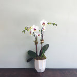Double stemmed phalaenopsis orchid in 3" diameter ceramic pot available for delivery.