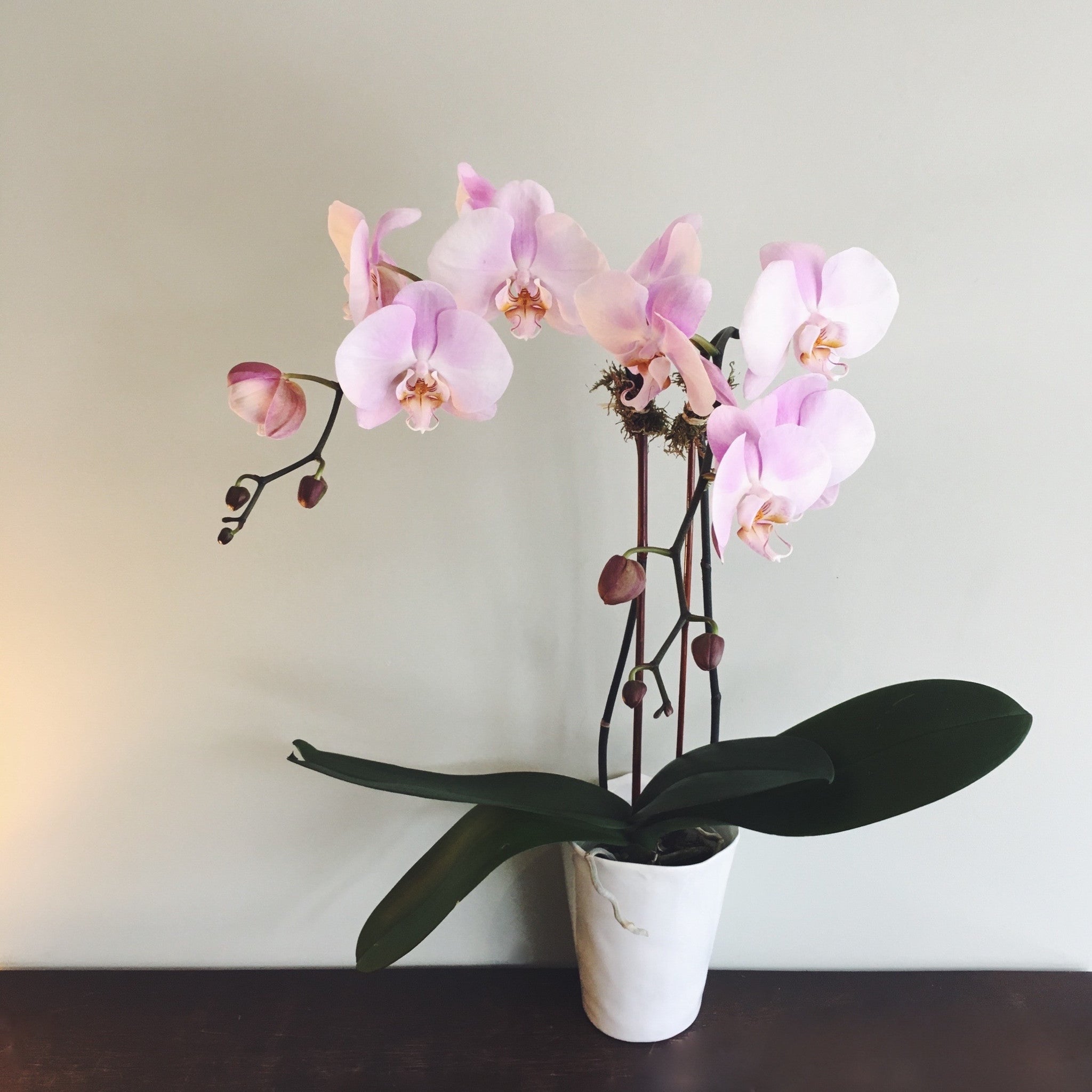 Double stemmed phalaenopsis orchid in 4" diameter ceramic pot available for delivery.