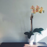 Double stemmed tangerine colored phalaenopsis orchid in 4" diameter ceramic pot.