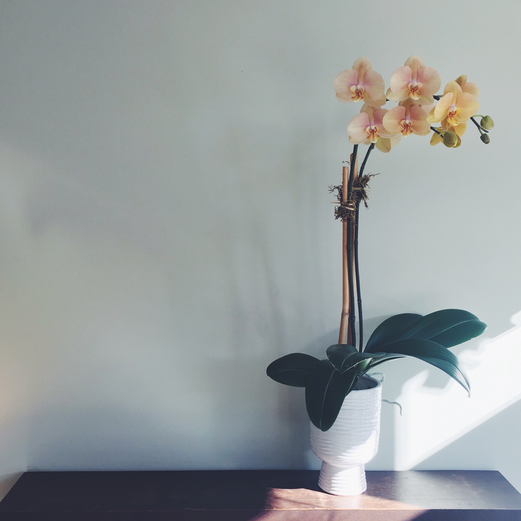 Double stemmed tangerine colored phalaenopsis orchid in 4" diameter ceramic pot.