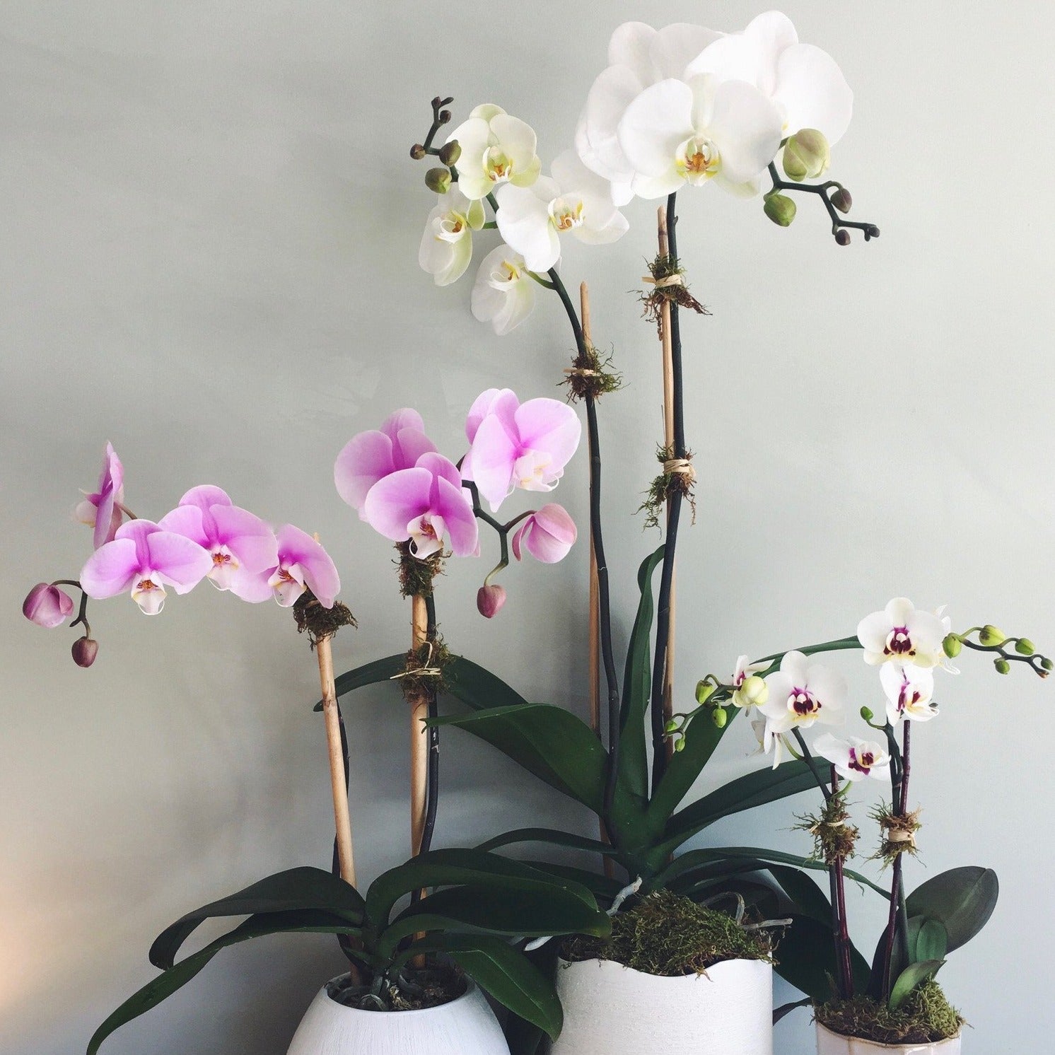 indoor orchid plants for sale Orchid Plants | NH Florist