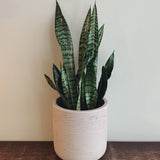 SNAKE PLANT