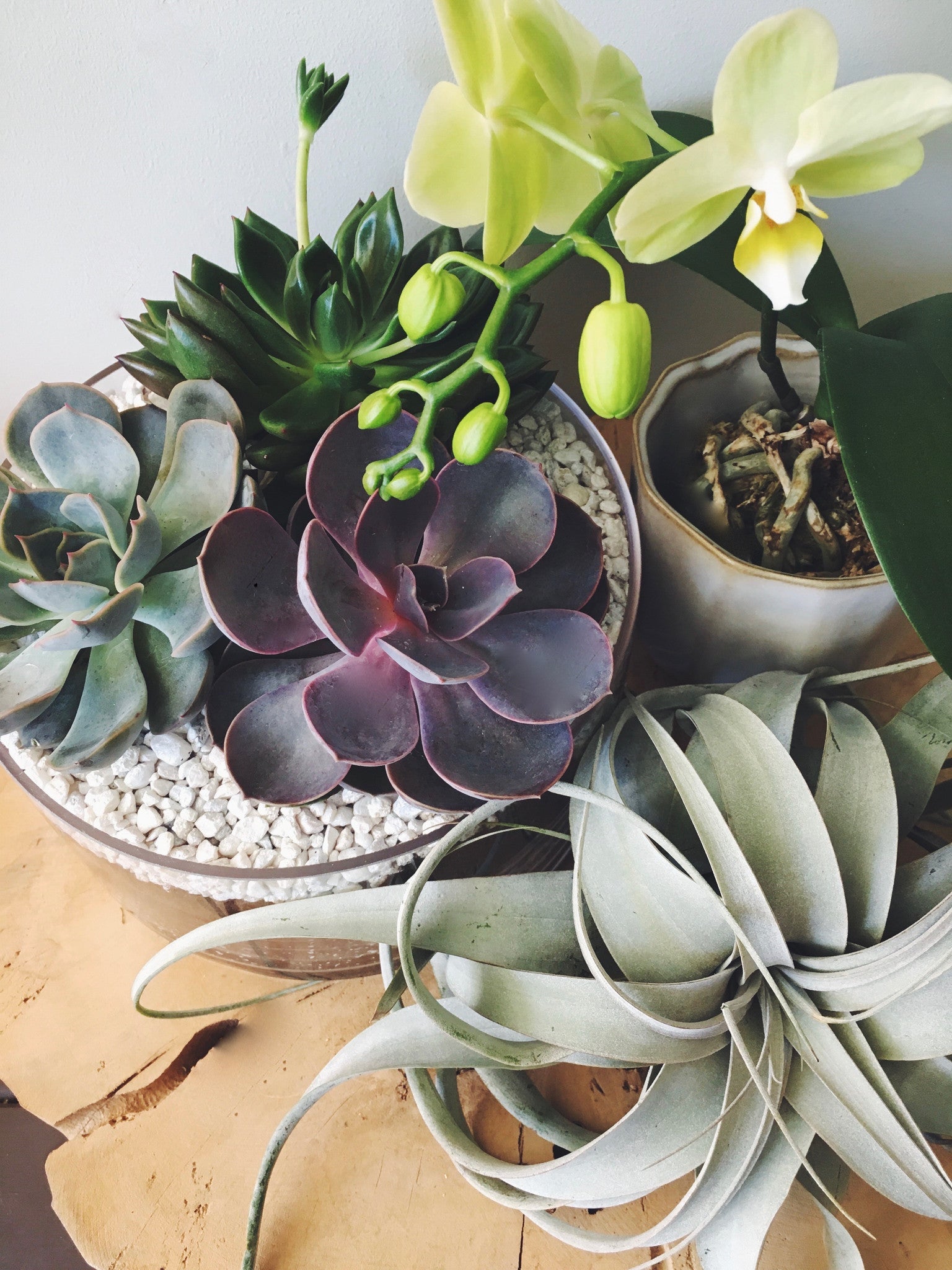 Colorful house plants and succulents from Cymbidium Floral
