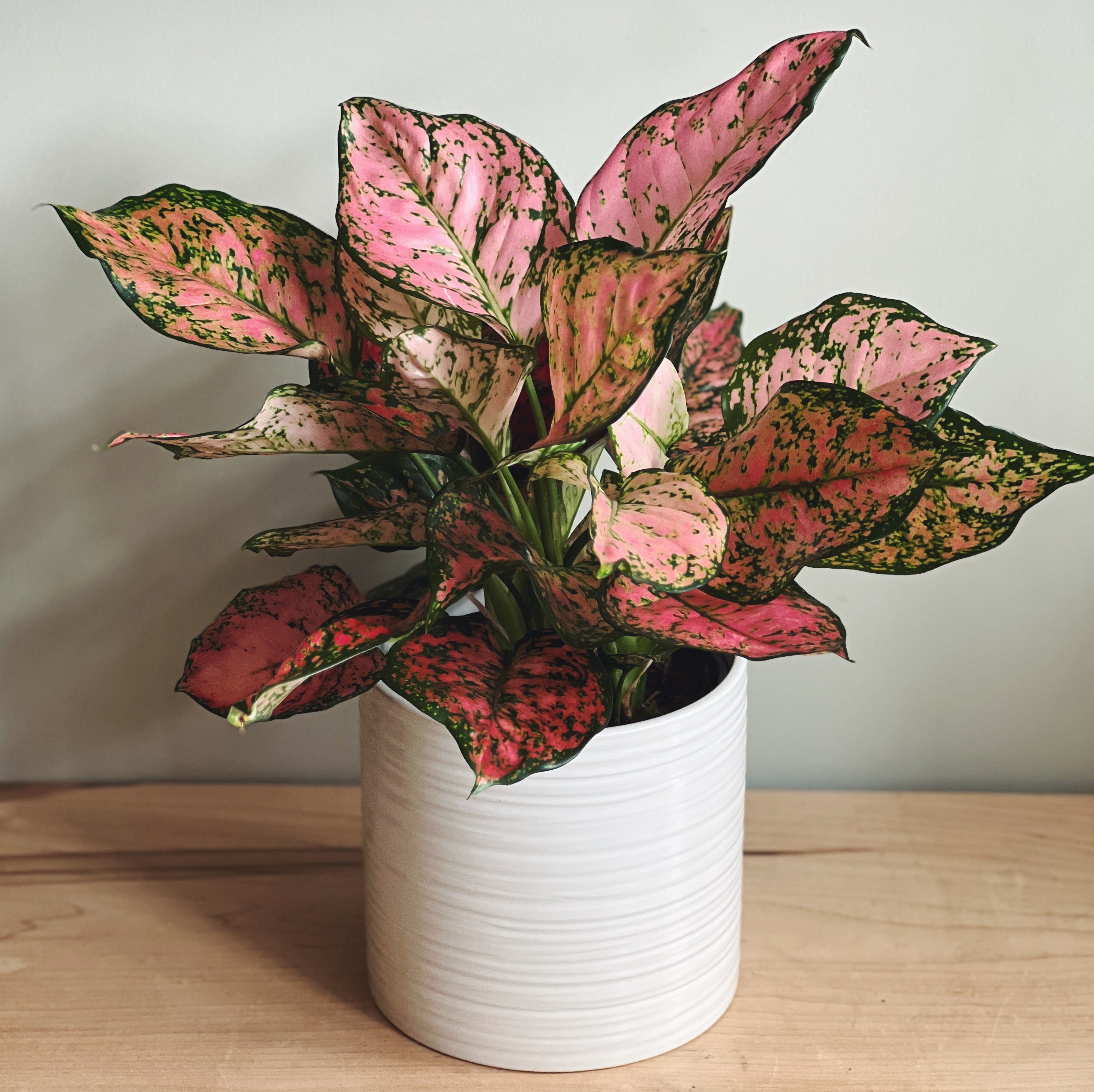 Potted plant with pink and green leaves in a white pot on a wooden surface.