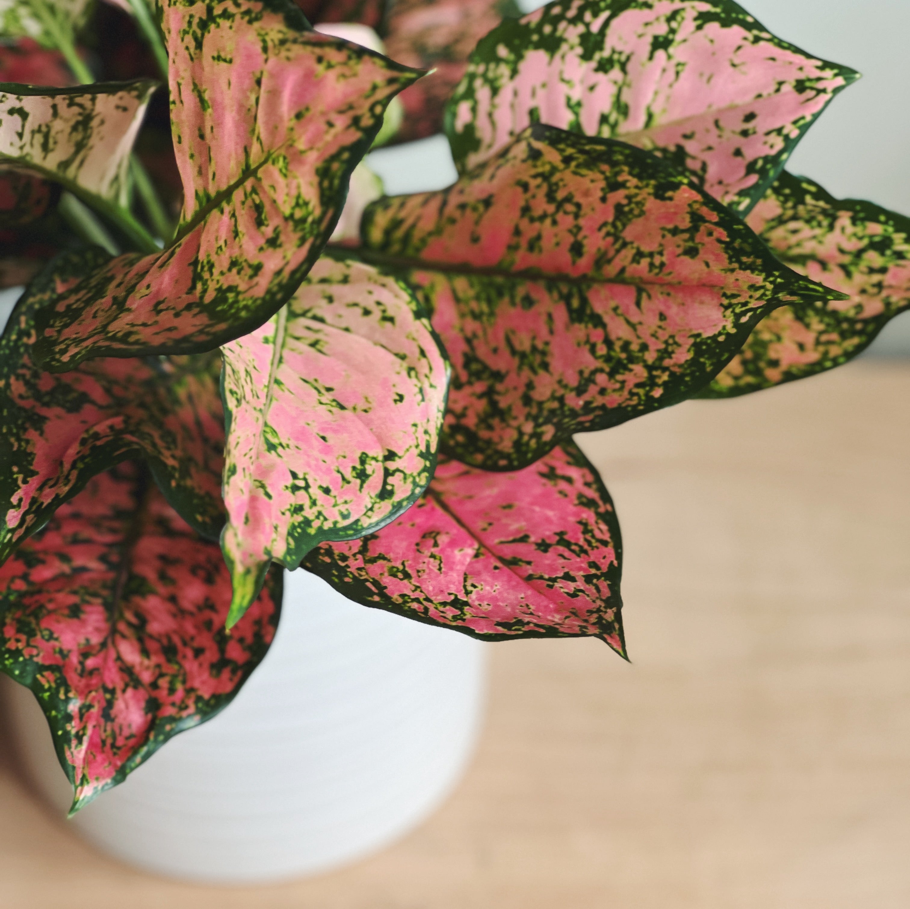 Close-up of a Chinese Evergreen plant with pink and green leaves.