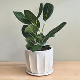 FICUS AUDREY