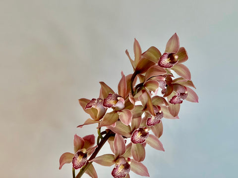 Artistic photo of a stem of cymbidium orchids