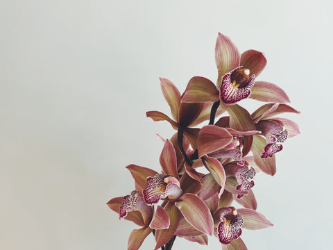 Chocobear Cymbidium Orchid stem