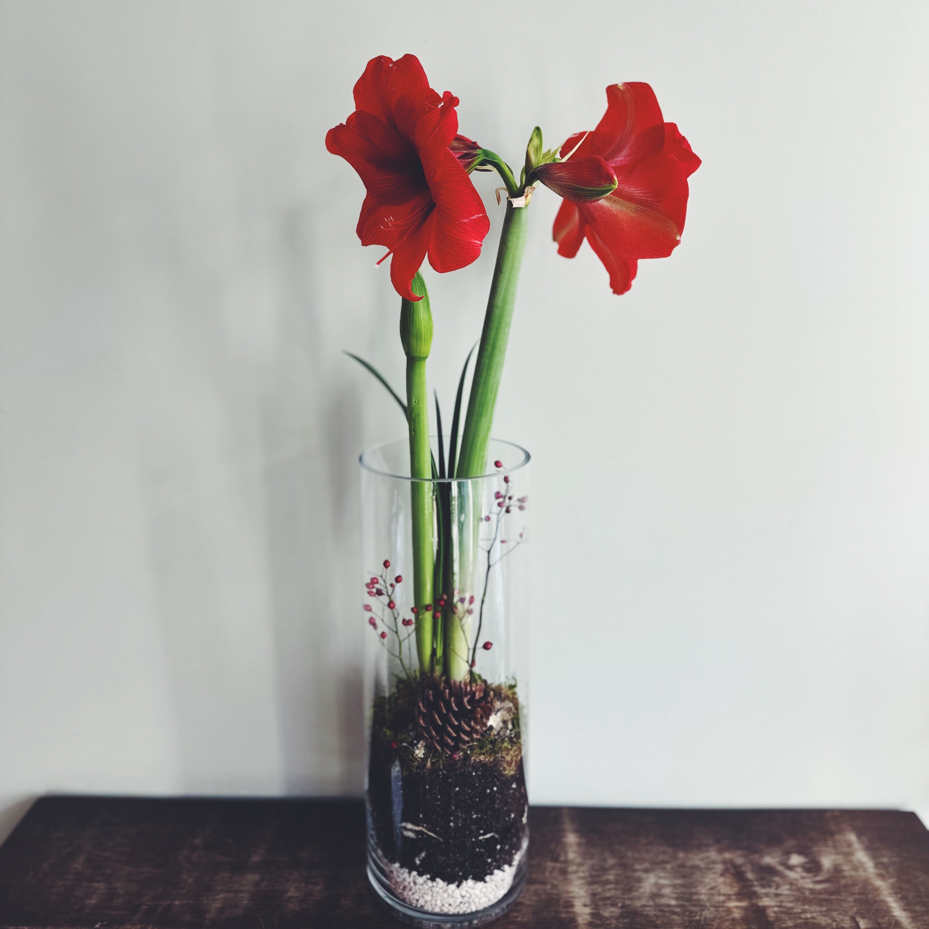 Red amaryllis bulb planted in a tall glass cylinder vase with accents of moss, pinecone, and rosehip berries. 