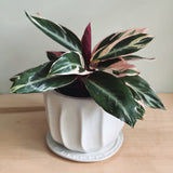 CALATHEA STROMANTHE