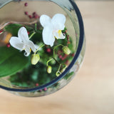 White orchids in a glass terrarium on a wooden surface