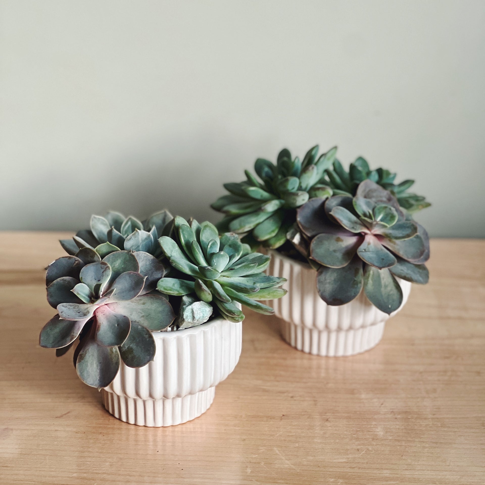 MINI SUCCULENT GARDEN