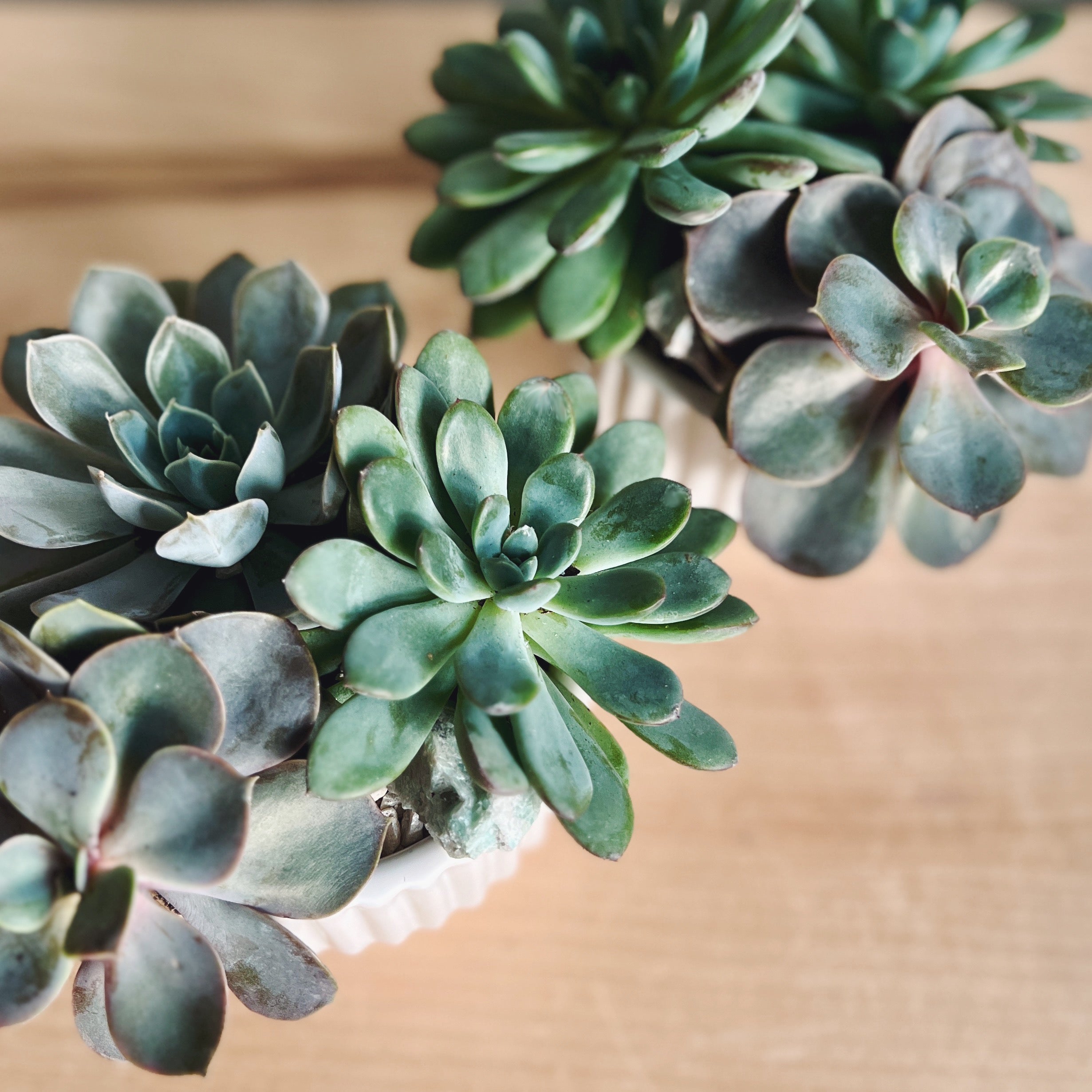 cool succulent arrangements MINI SUCCULENT GARDEN – cymbidium floral