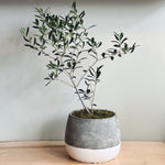 Potted Olive tree
