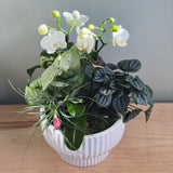 Potted plant garden with white orchids green plants  and an air plant. 