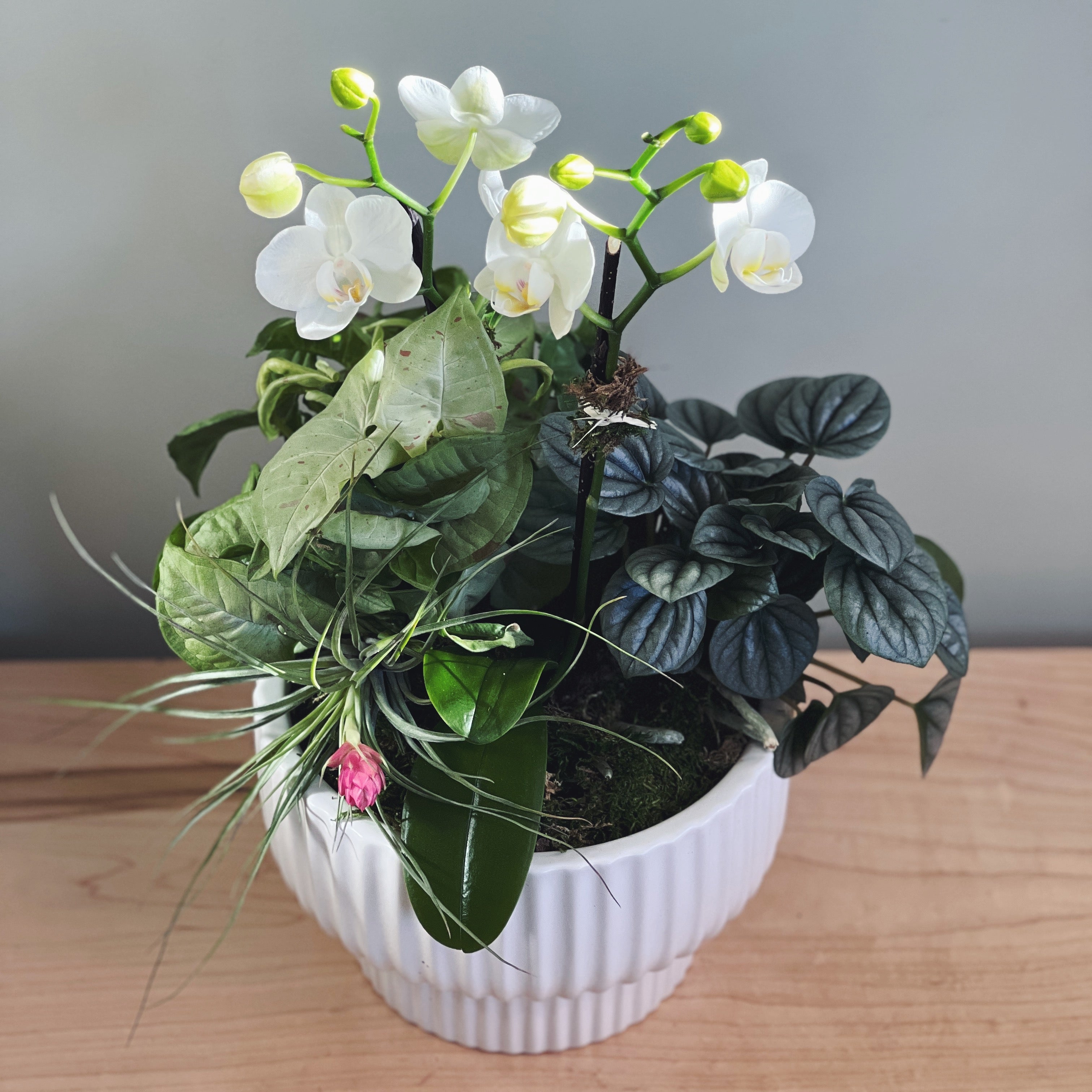 Potted plant garden with white orchids green plants  and an air plant. 