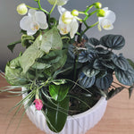 Potted plant garden with white orchids green plants  and an air plant. 