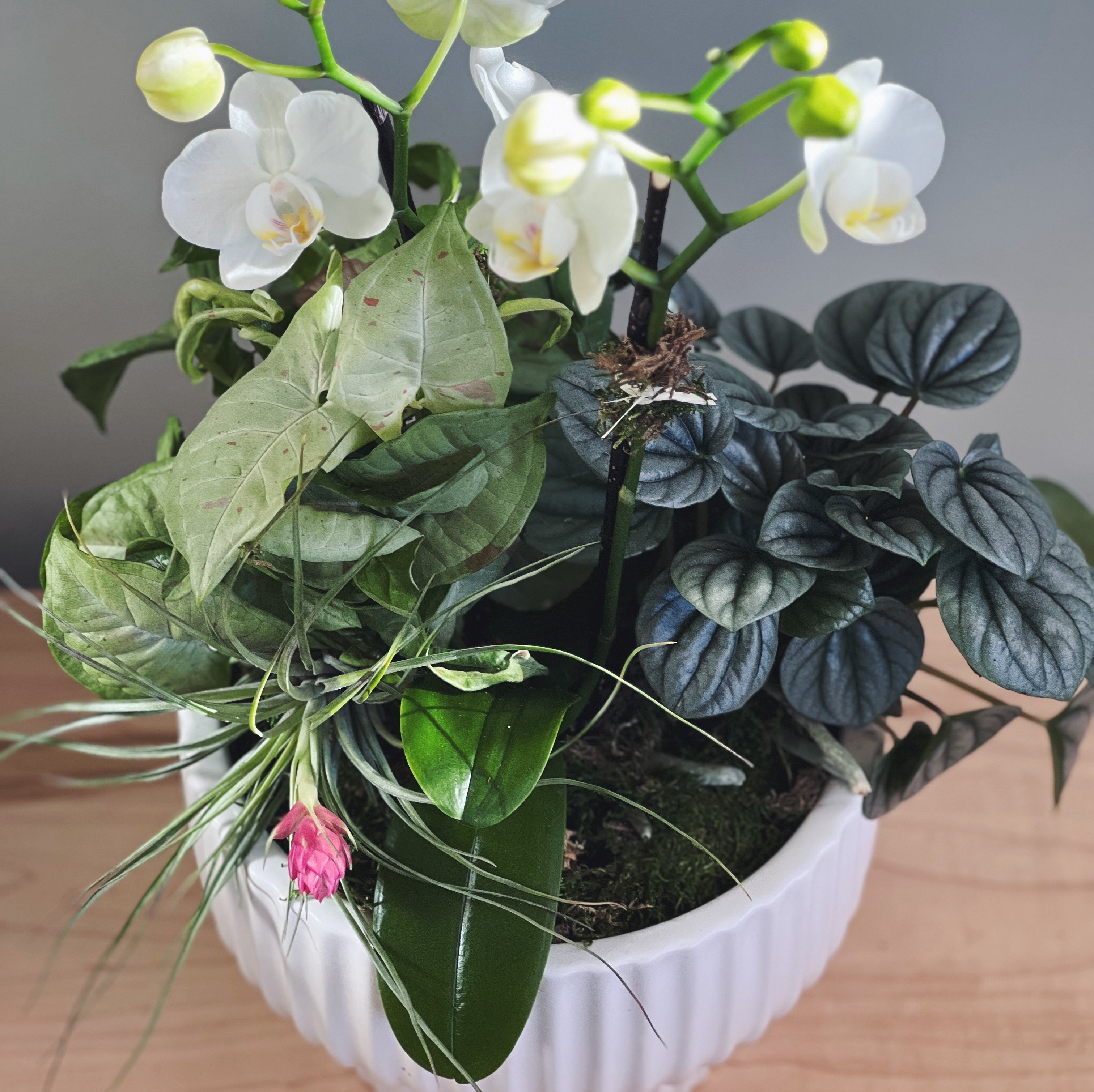 Potted plant garden with white orchids green plants  and an air plant. 