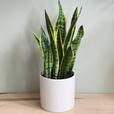 SNAKE PLANT LAURENTII