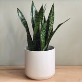 SNAKE PLANT