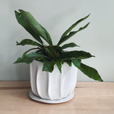 STAGHORN FERN