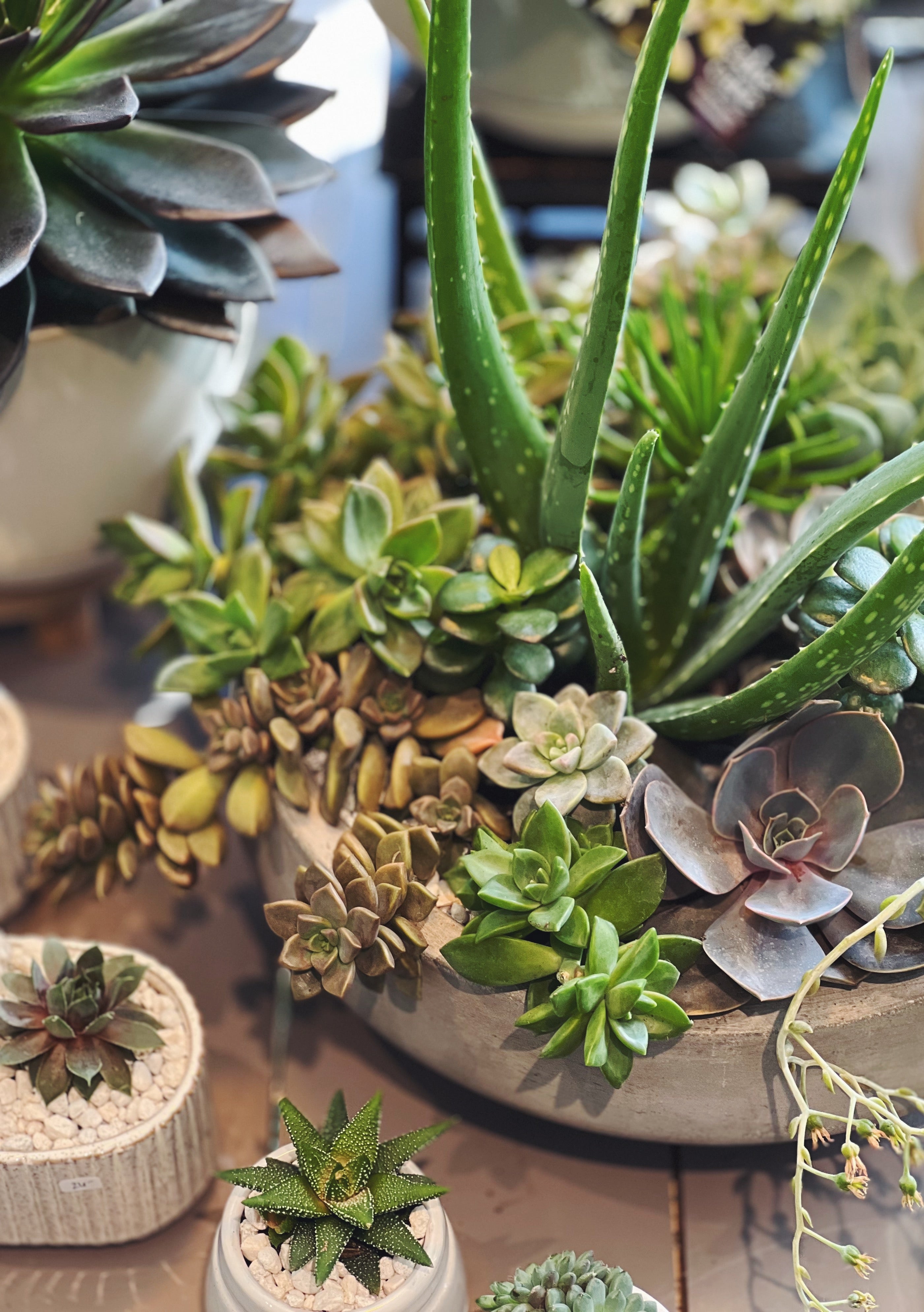 Table with colleciton of succulent plants including single haworthia in white pot and large mixed succulent garden in a grey cement bowl. 