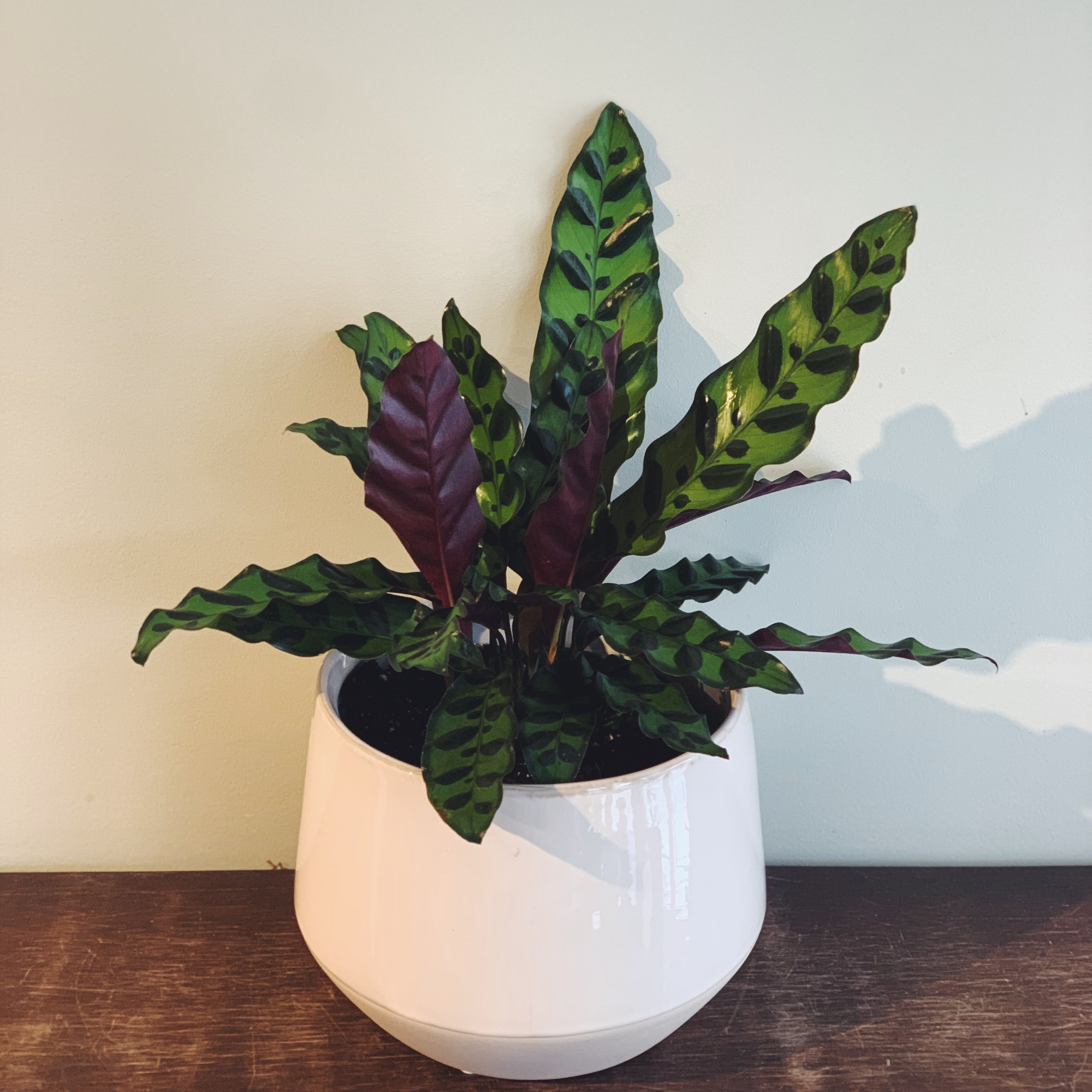 Calathea plant with dark green patterned leaves that are purple on the underside.  Plant is in white ceramic pot.