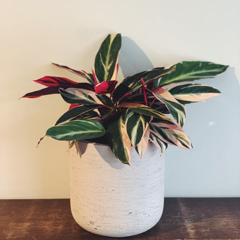 Calathea plant with green and white variegated leaves that are hot pink on the underside.  Plant is in grey cement textured pot.