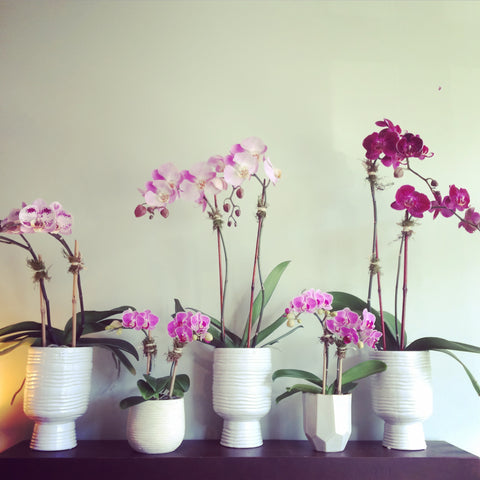 Double stemmed phalaenopsis orchids in 3", 4", and 6" diameter ceramic pots.