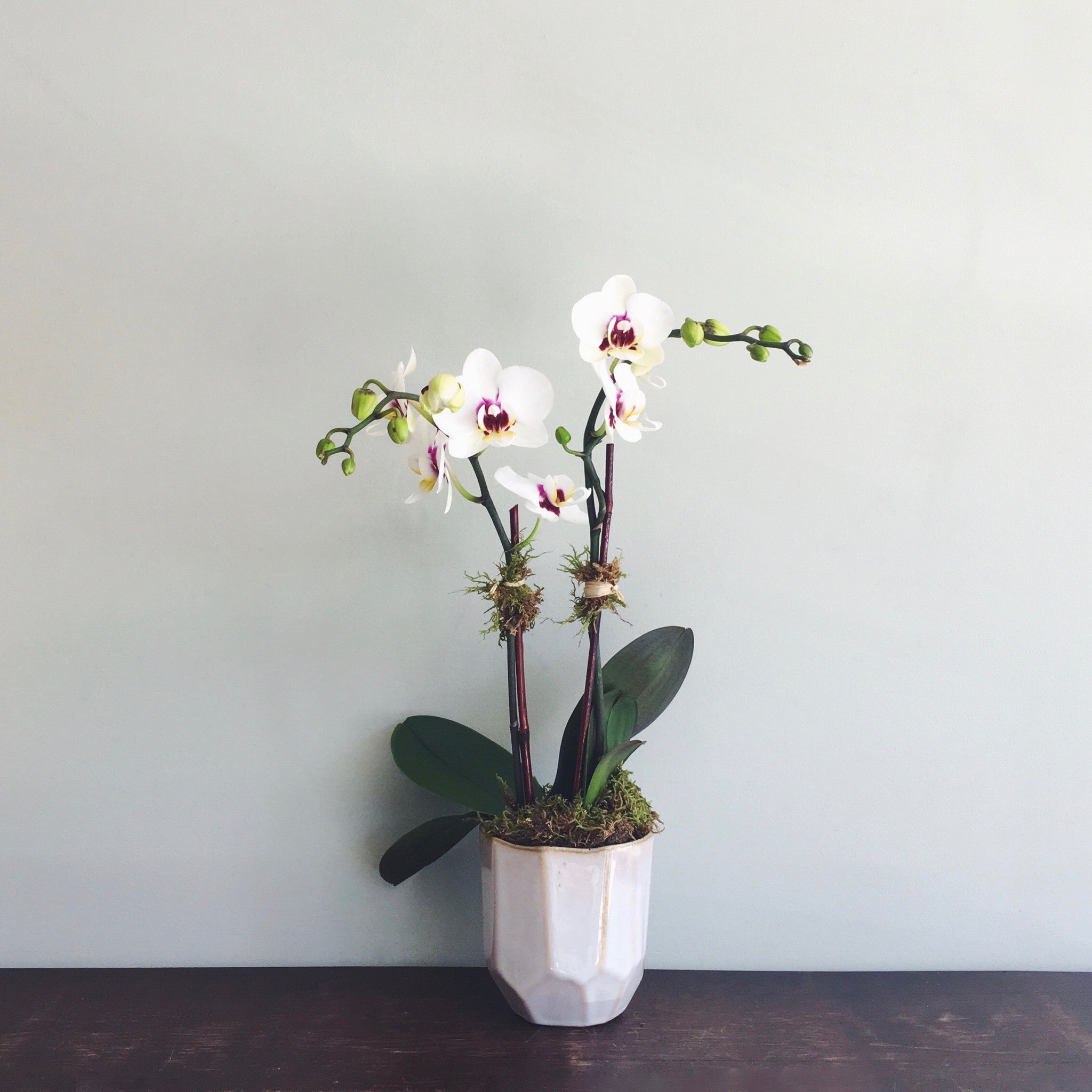 orchid house plants for sale ORCHIDS