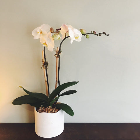 Double stemmed phalaenopsis orchid in 6" diameter ceramic pot.
