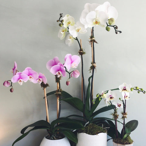 Double stemmed phalaenopsis orchids in 3", 4", or 6" diameter ceramic pots.